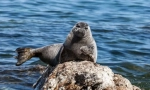 Baikal nerver